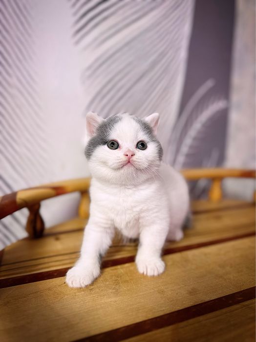 Британский мальчик