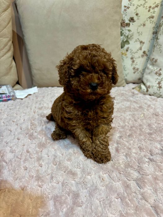 Продавам Мини Той пудел