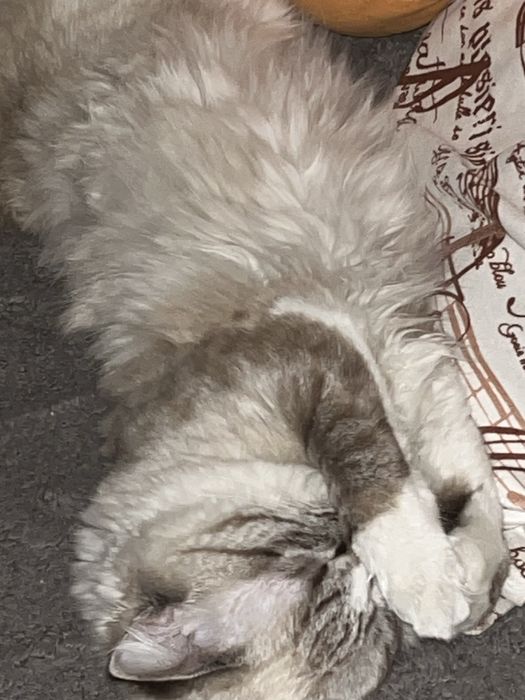 Отдаем кошку в добрые руки