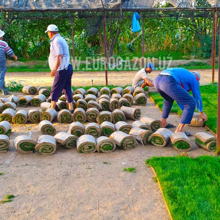 Готовый рулонные газоны оптом | tayyor gazon optom