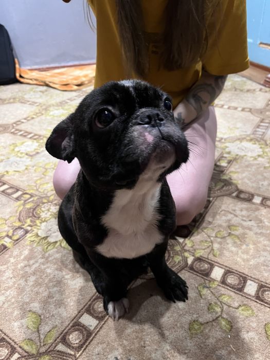 Ищет дом и любящих хозяев