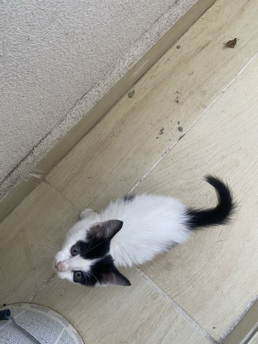 Подарявам котенце