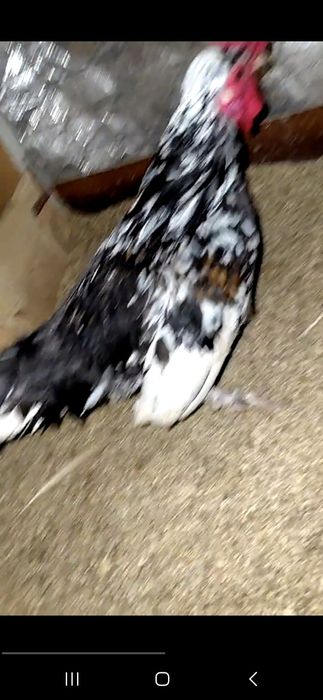 Бентам, сибарай,японла 100000