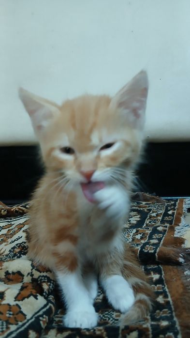 котята маленькие девочка и мальчик