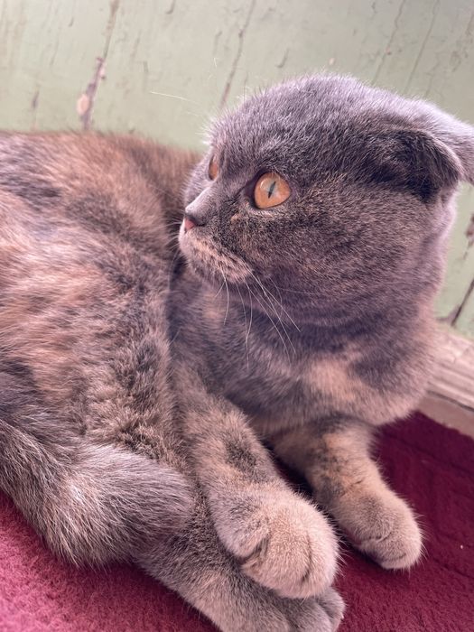 Scoldsh fold kelishiladi