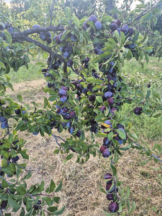 Prune de vânzare în comuna Danicei județul Vâlcea