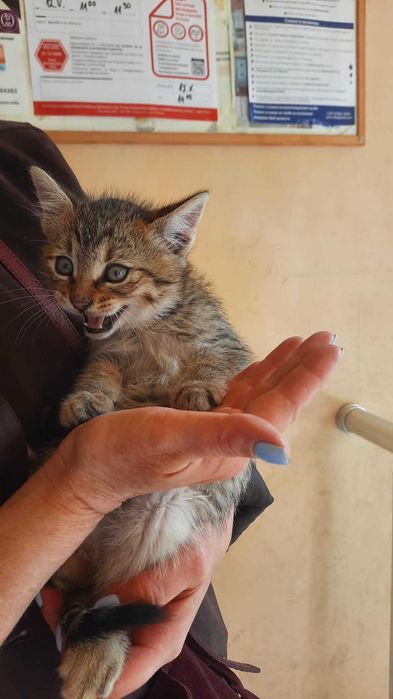 Подарявам женско котенце