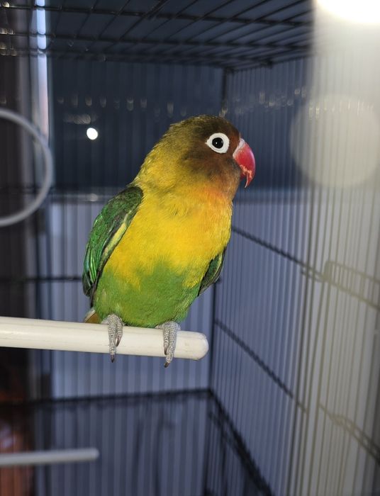 Попугай Фишера (неразлучники)