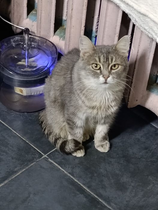 Ищут дом,стерильные,привитые.