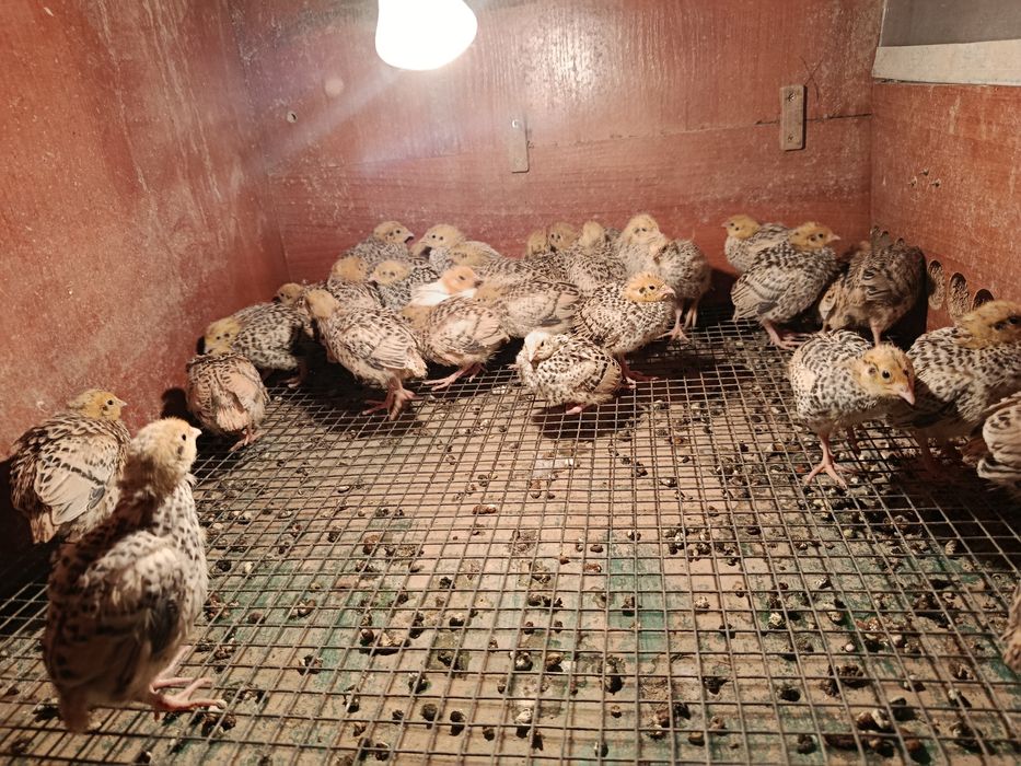 Бөдене (Перепелка).  Манжур.