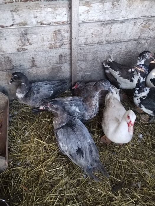 Rațe leșești ( mute)