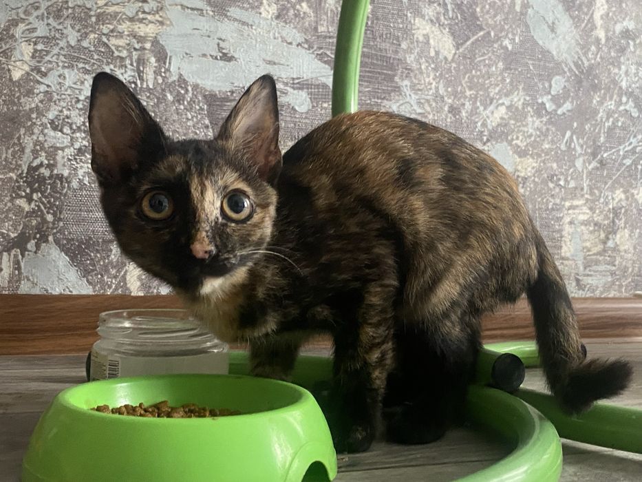 Котёнок девочкаа