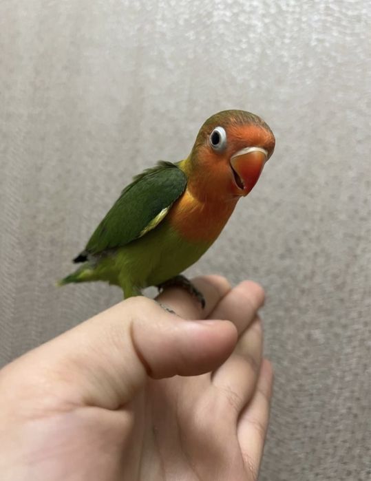 Продается ручной попугай неразлучники