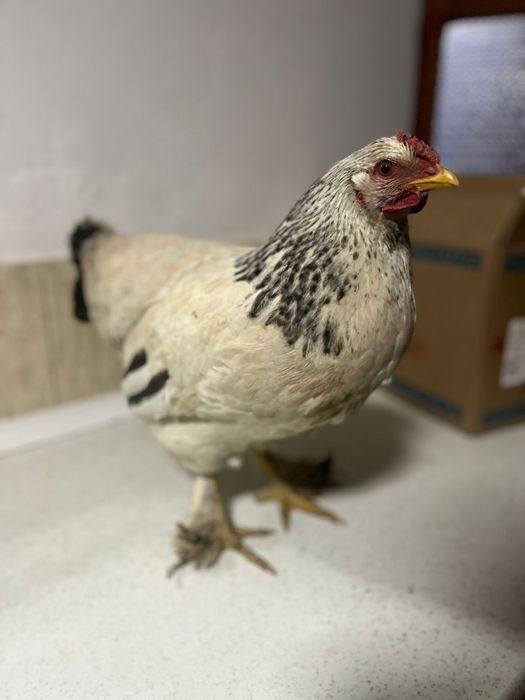 Тауық бар бұрама жатыс