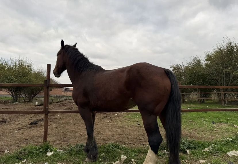 Лошади Жеребята Кобылы