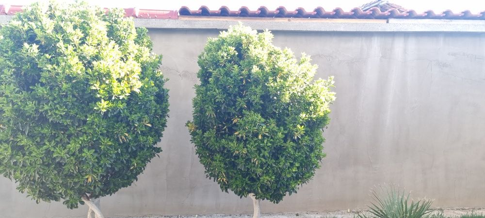 Евонимус-японика 2м.