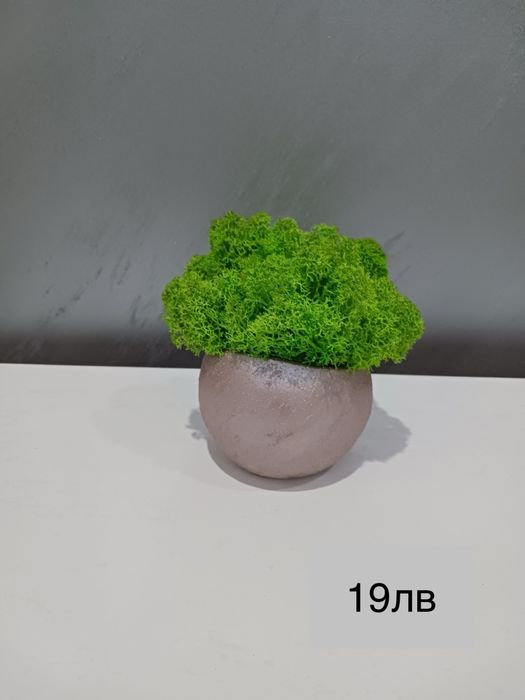 Декоративни кашпи с естествен скандинавски мъх