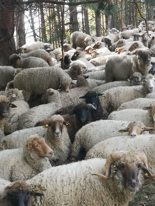 Vind 100 de oi tigaie roși și bucalaie  6o0 lei buc neg