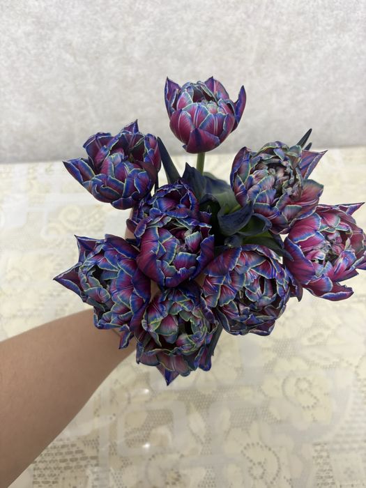 Тюльпаны Северное сияние