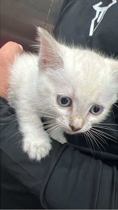 Отдам бесплатно котенка