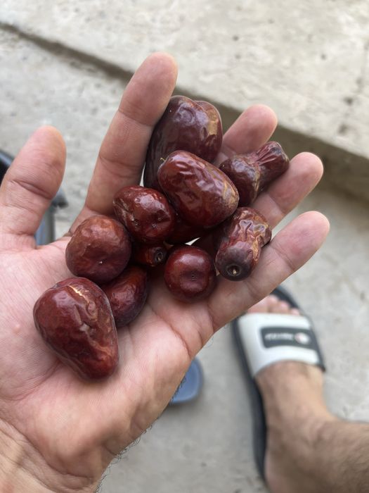 чилон жигда кони шифо