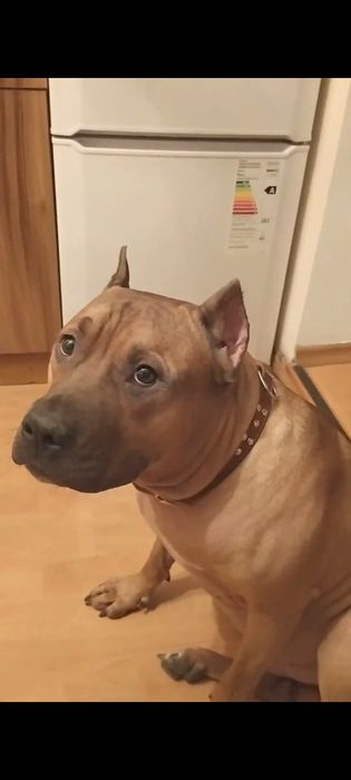 Ищем самку для вязки