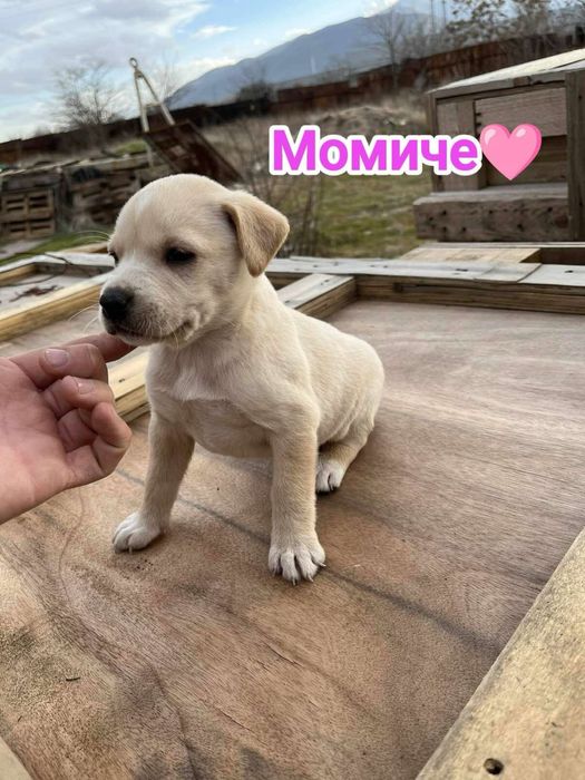 Кучета, които търсят спешно дом