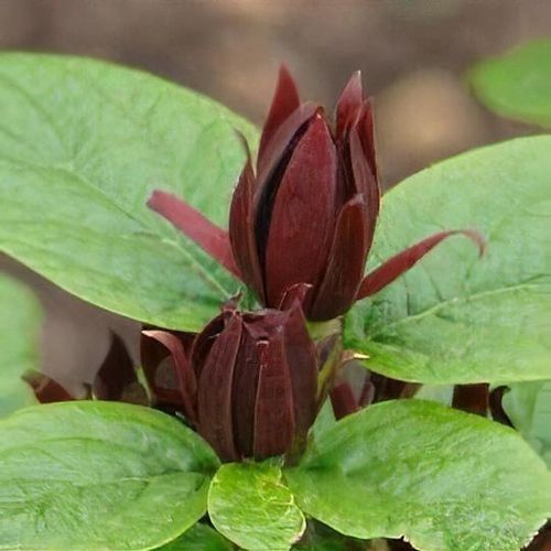 Каликантус (червен)