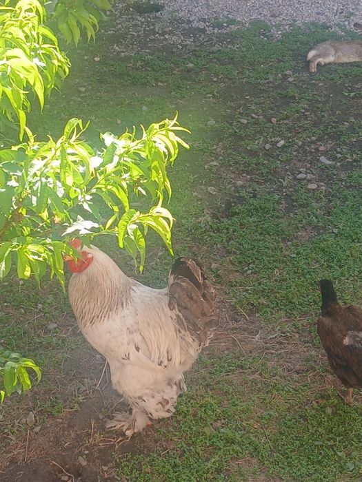 Bramma xurozlar sotilladi soni 3 ta semiz