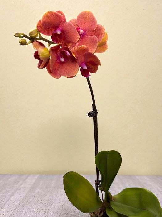 Орхидеи 9 сортов
