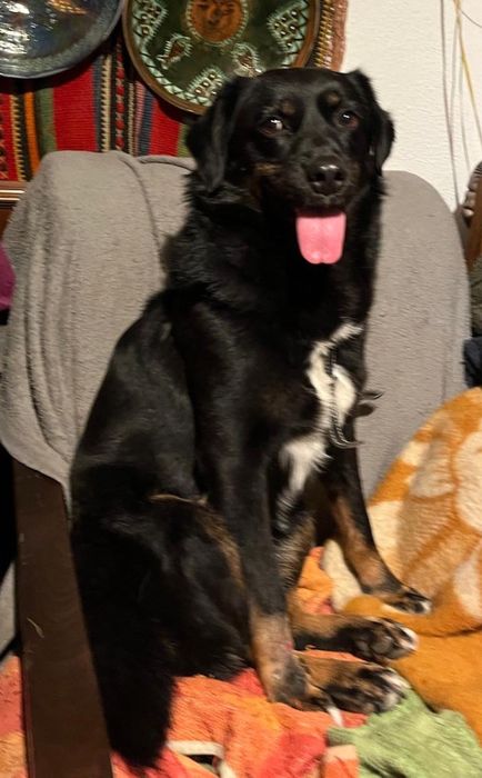 ZUMI, metis talie medie, pui