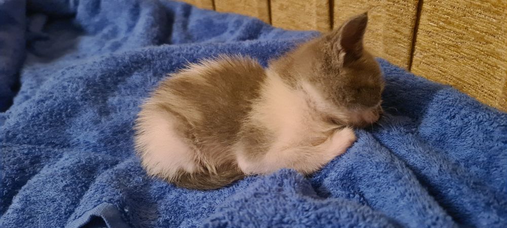 Котенок ищет Вас