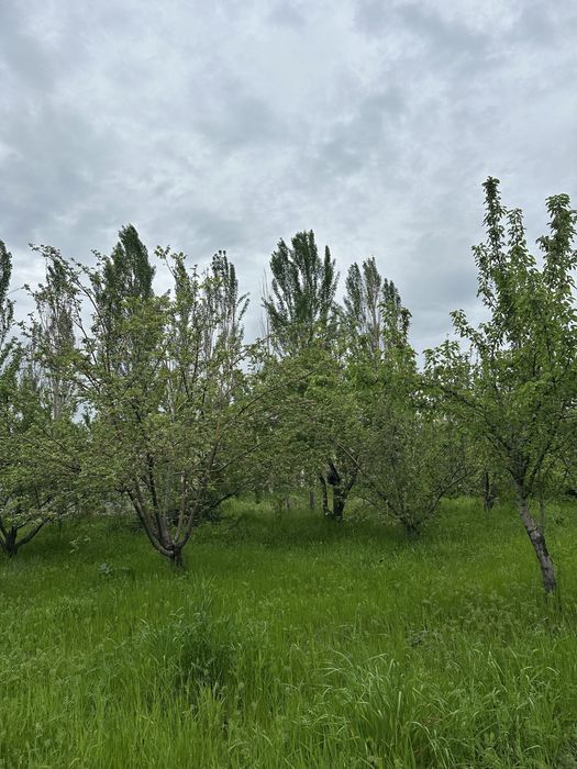 Uchaska Sotiladi Parkent Kumushkon 24 sotix 12 sotixdan kadarsti bor