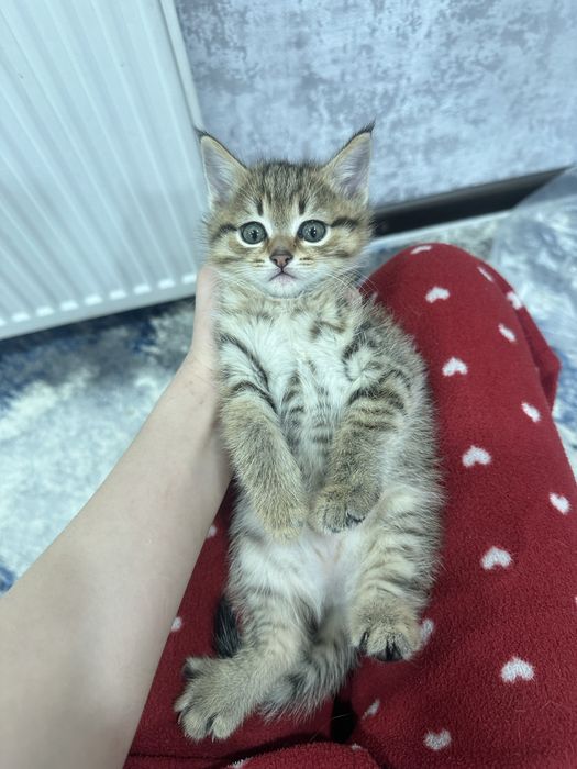 Отдаю милых котят бесплатно в добрые руки