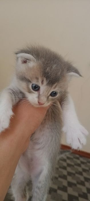 Porno ogli shkafdan onasiga josuslik qildi