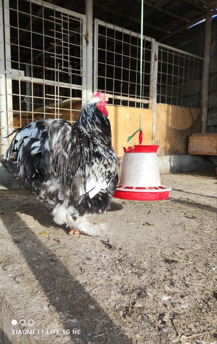 Vând oua cochinchina uriaș bobat