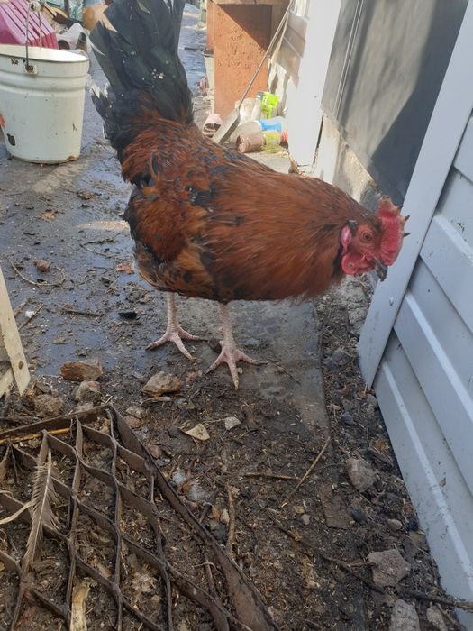 Петух       живой