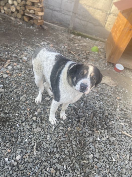 Donez caine in mai are un an