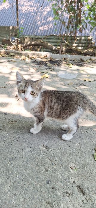 отдам Котёнка в добрые руки.