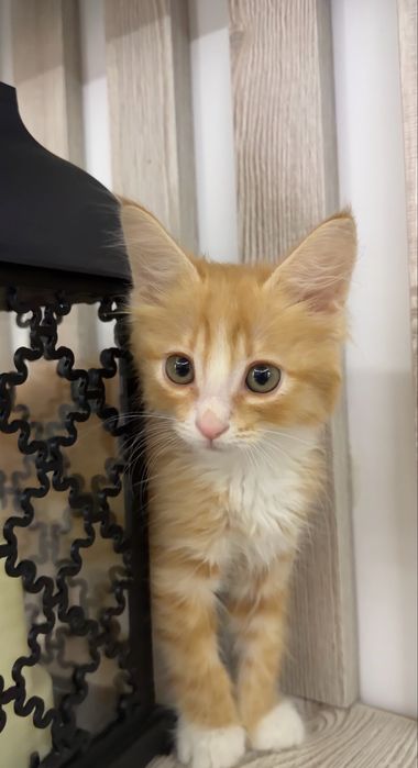 Котенок в добрые руки