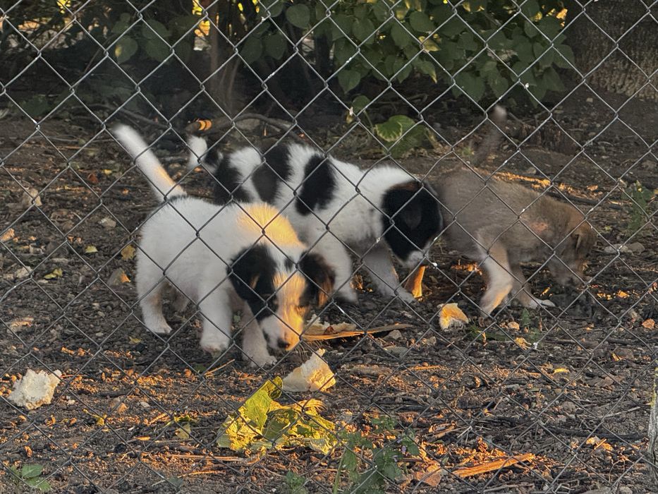 Catei catelusi , Pui de catel  pentru adoptie!