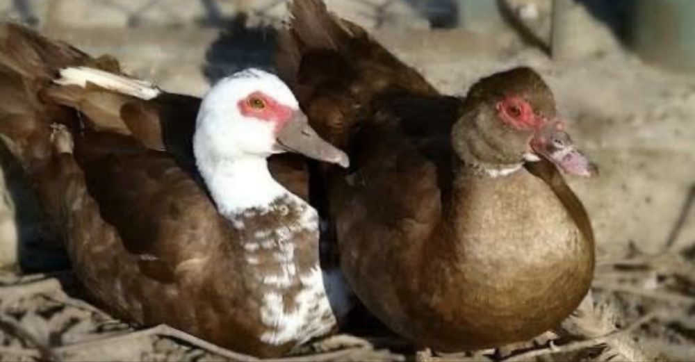 Индоутка мекен кораздар