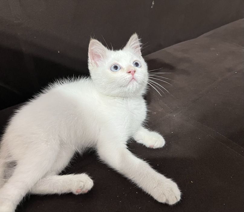 Котенок трехмесячный
