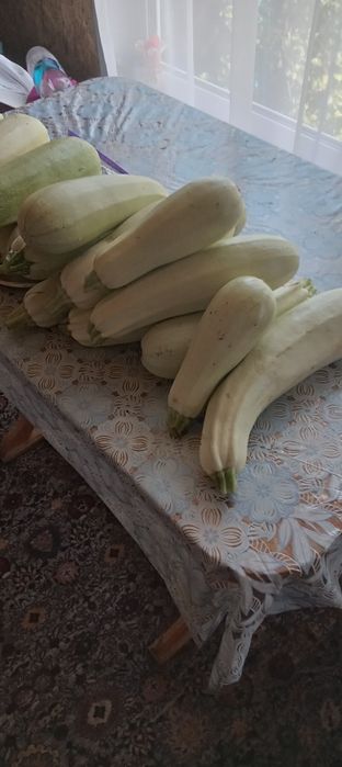 Продам свежесобранные домашние кабачки.