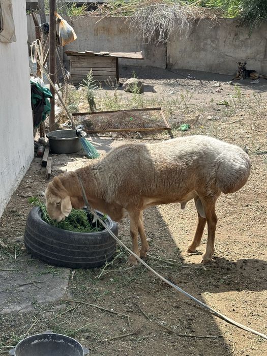 Кочкар Едильбайский и Арашан