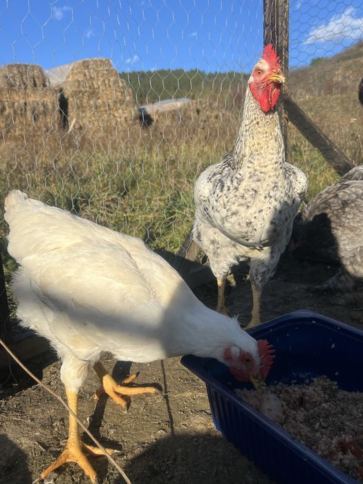 Vând cocoș tânăr