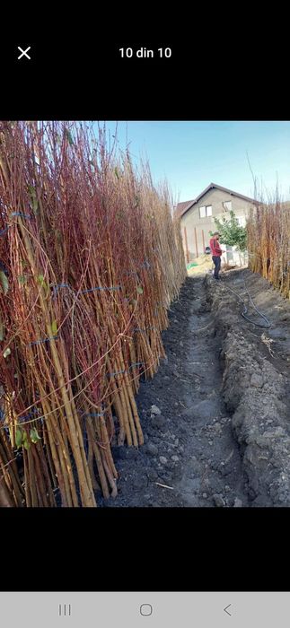 Vând Pomii Fructiferi Altoiți anul 3 de vegetație direct de la PRODUCĂ