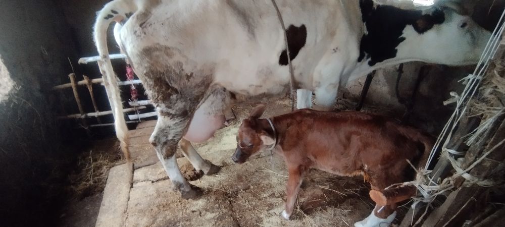 Sigir sotiladi Ona bola