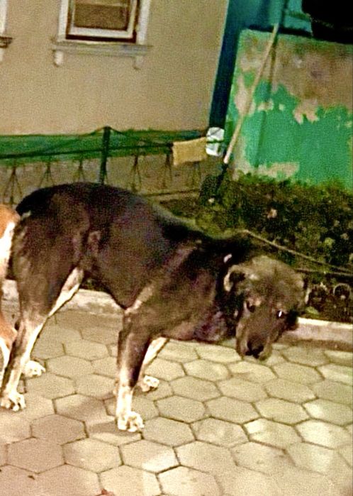 Тобет/алабай/сао