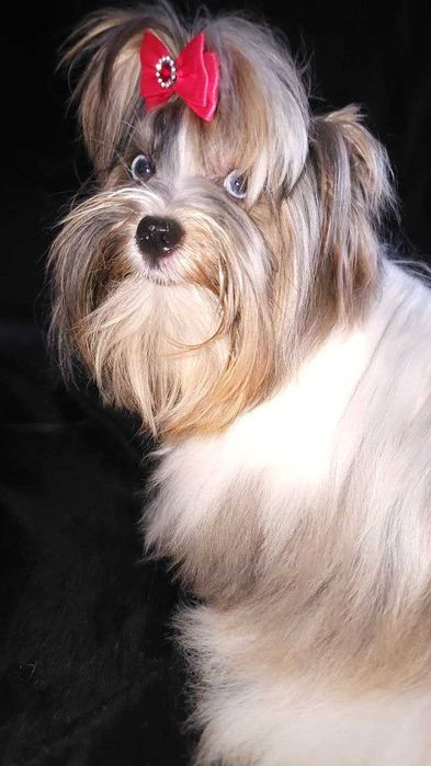 Йоркширский терьер Бивер ,шикарные щенки!